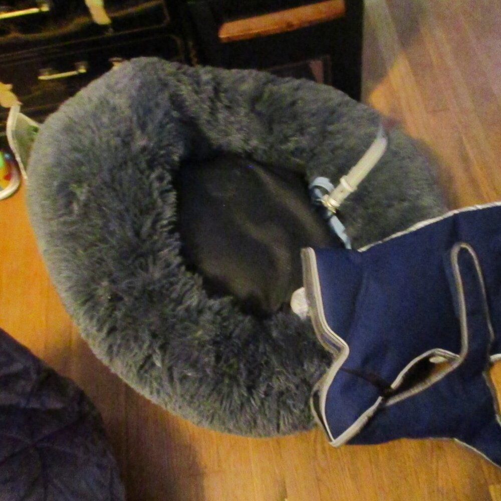 new mr. fluffy friend dog bed and weatherbeeta dog jacket 55cm/22" and collar - Picture 3 of 4